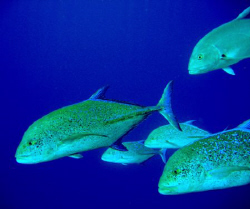 Fish by Adrian Newell 